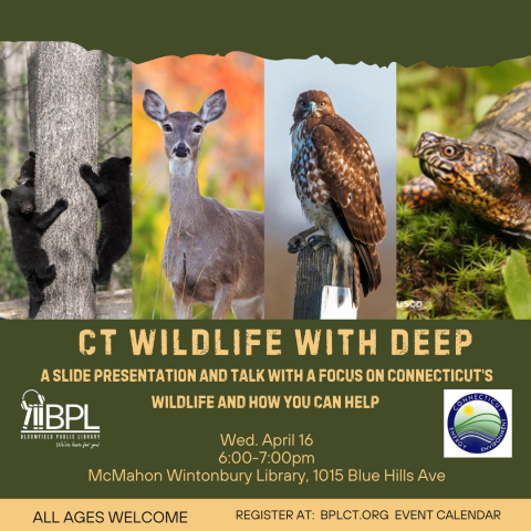 An informational flyer with pictures from left to right of black bear cubs, a female deer, a yellow tailed hawk, and a box turtle.